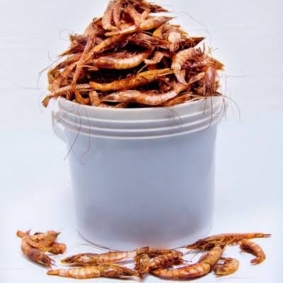 Cotonu Big giant Shrimps